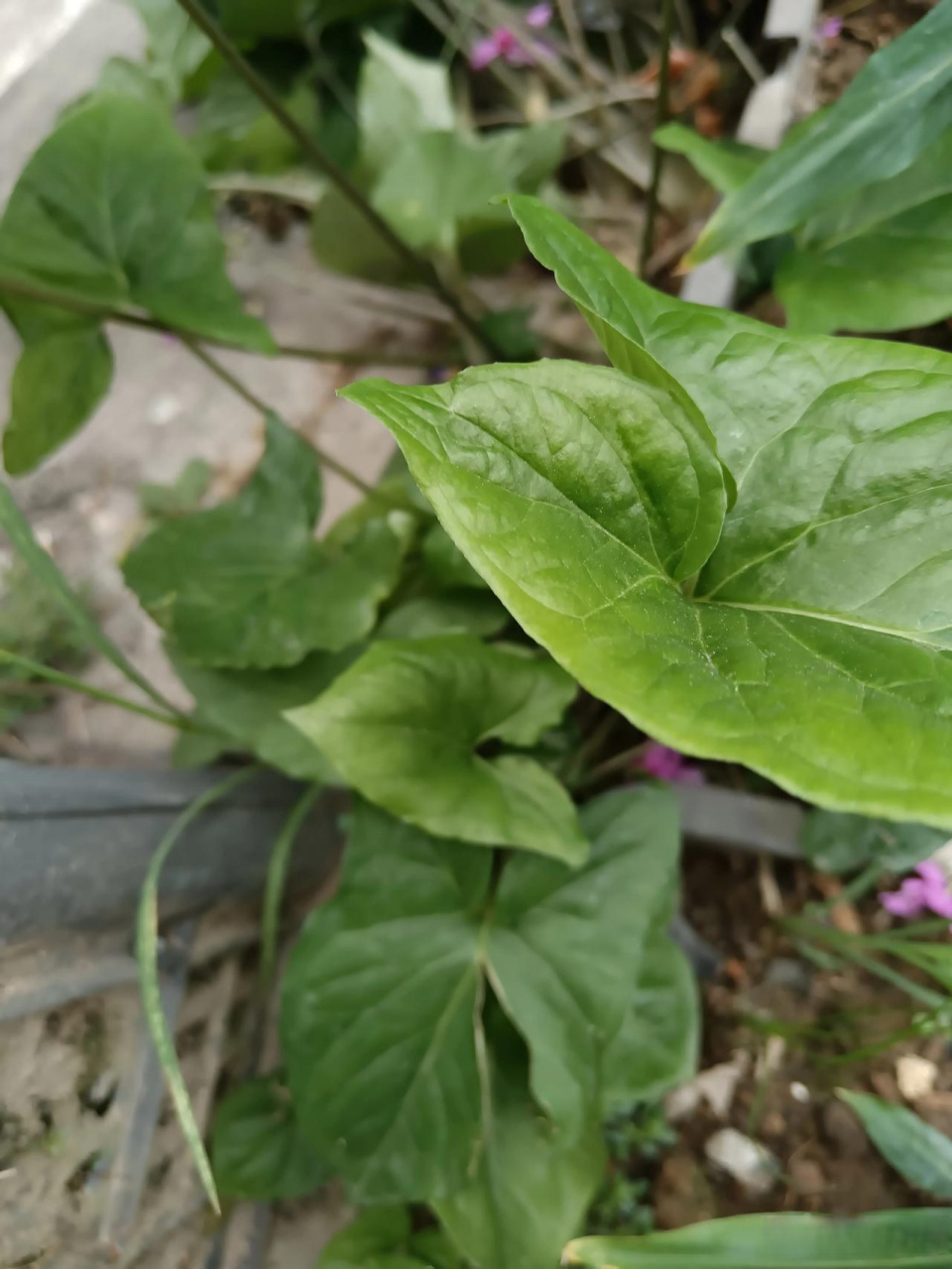 小草app苹果版网页版(小草app官方苹果版下载)-第4张图片-QuickQ官网 小草app苹果版网页版(小草app官方苹果版下载)-第4张图片-QuickQ官网