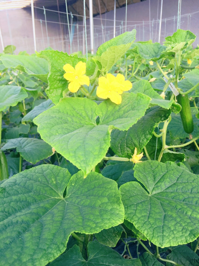 黄瓜轻量版苹果版(黄瓜轻量包下载ios)-第5张图片-QuickQ官网