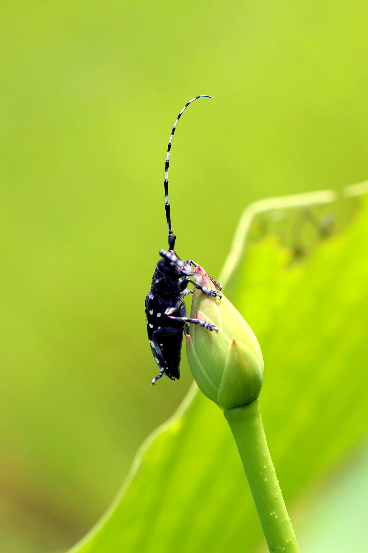 角虫绘图软件手机版(角虫绘图怎么只有教程了)-第2张图片-QuickQ官网