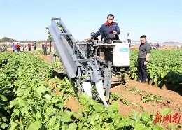 逃税的萝卜男孩手机版(豆腐女孩无限金币版下载)-第4张图片-QuickQ官网