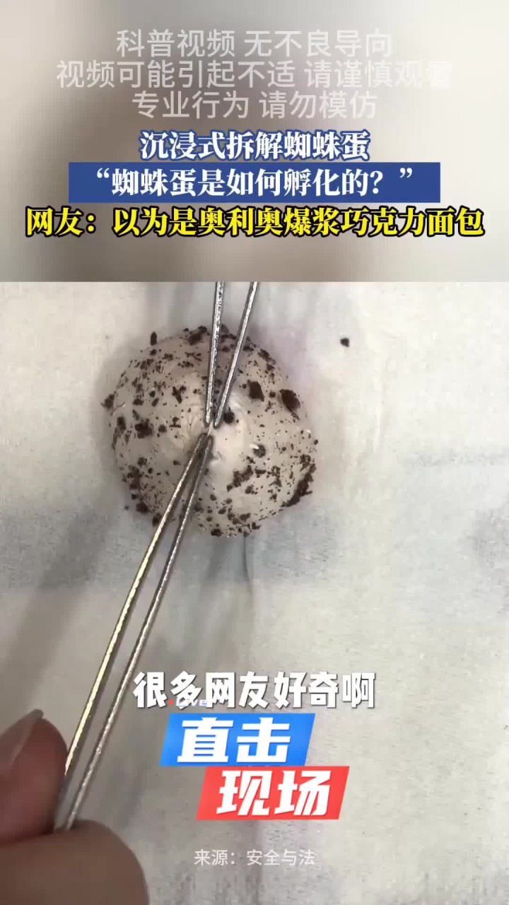 手机版有蜘蛛蛋吗(手机上有蜘蛛爬过怎么办)-第4张图片-QuickQ官网 手机版有蜘蛛蛋吗(手机上有蜘蛛爬过怎么办)-第4张图片-QuickQ官网